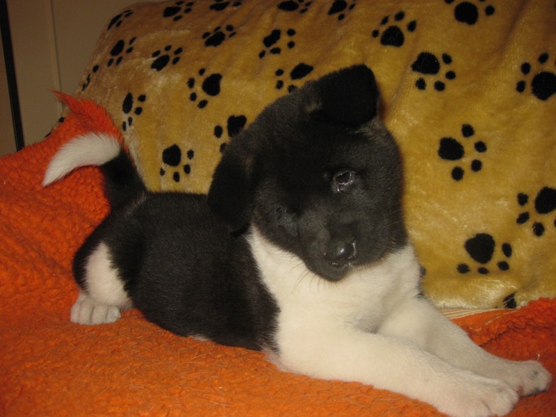 Puppies